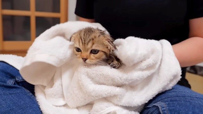 身体を拭かれる子猫
