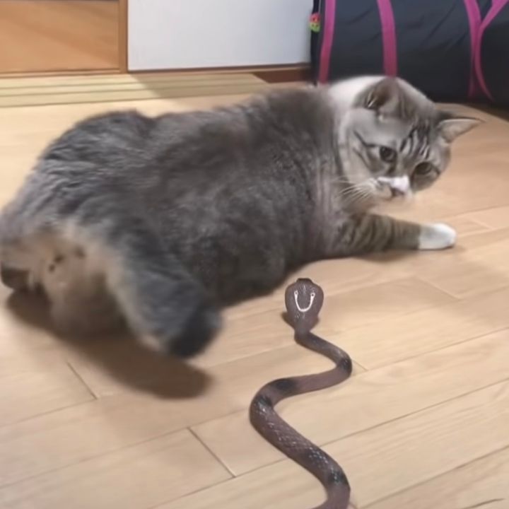 忍び寄るコブラのオモチャにビックリした猫、驚き具合は微々たる