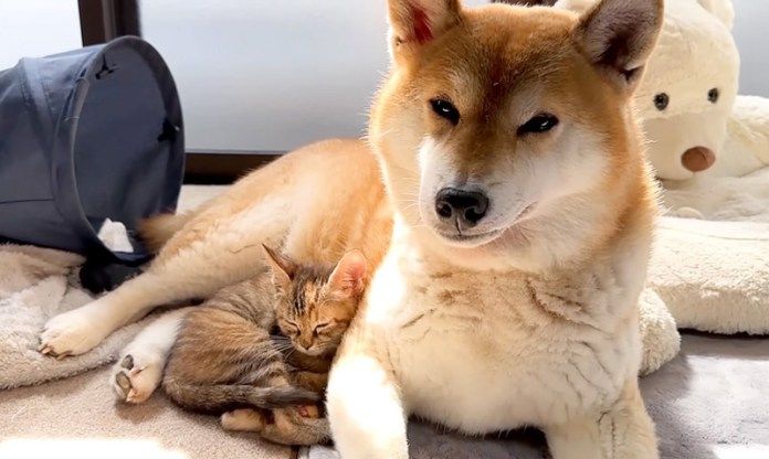 子猫のお母さんになった柴犬