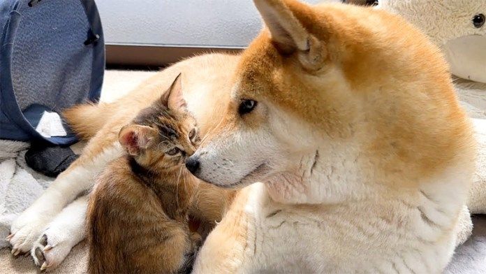 子猫を見守る柴犬