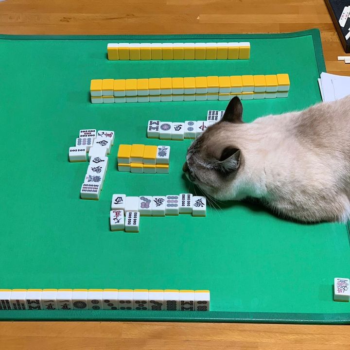 麻雀卓の上で麻雀を見ている猫