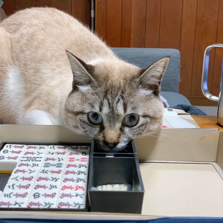 麻雀の点棒ケースにアゴをはめた猫