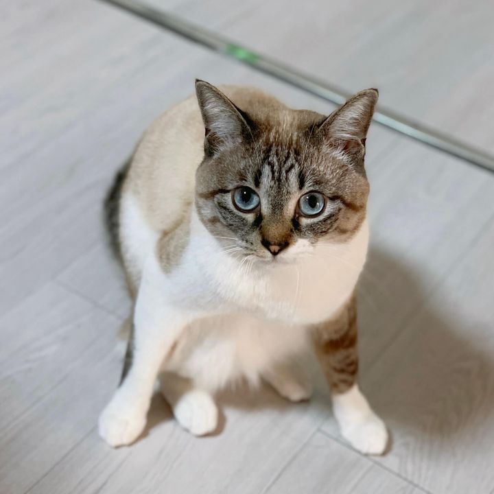 元保護猫のこめちゃん