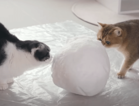 雪が大好きな猫たちに、雪だるまを作ってあげたよ！