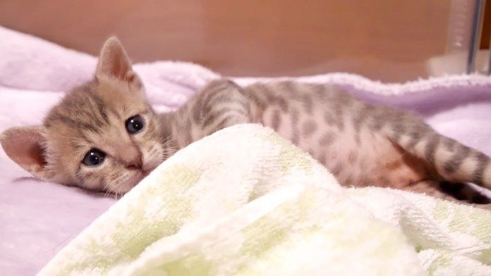 横になる子猫