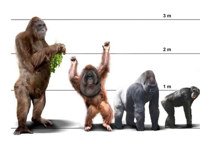 左端がギガントピテクス。現生する霊長類との比較