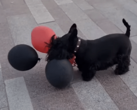 「待て待て〜！」 風船遊びをする犬さんが楽しそう。