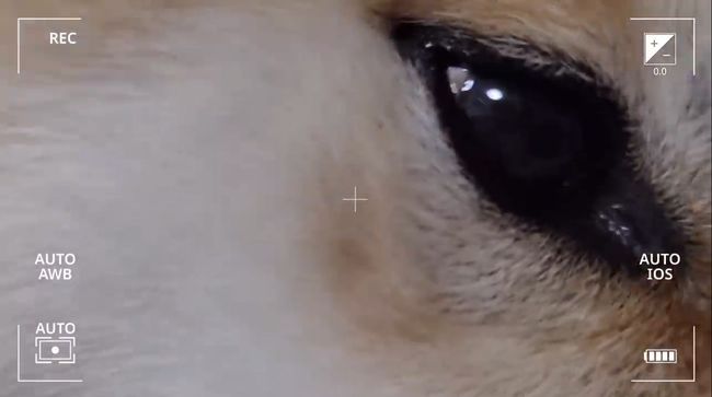 柴犬に触りたくて寝返りができてしまう赤ちゃん