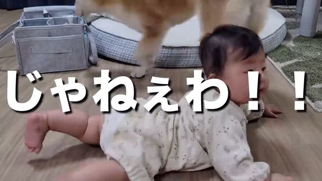 柴犬に触りたくて寝返りができてしまう赤ちゃん