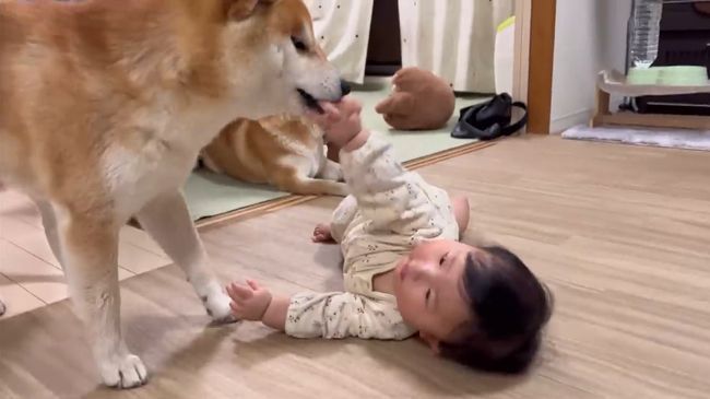 柴犬に触りたくて寝返りができてしまう赤ちゃん