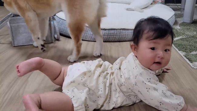 柴犬に触りたくて寝返りができてしまう赤ちゃん