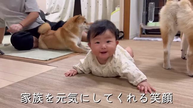 柴犬に触りたくて寝返りができてしまう赤ちゃん