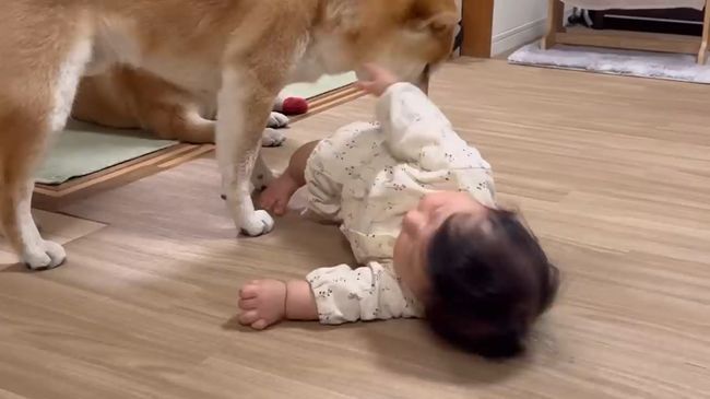 柴犬に触りたくて寝返りができてしまう赤ちゃん