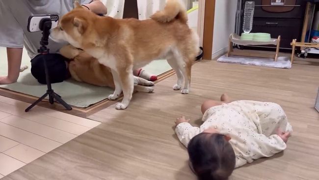 柴犬に触りたくて寝返りができてしまう赤ちゃん