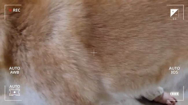 柴犬に触りたくて寝返りができてしまう赤ちゃん