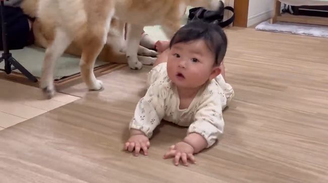 柴犬に触りたくて寝返りができてしまう赤ちゃん