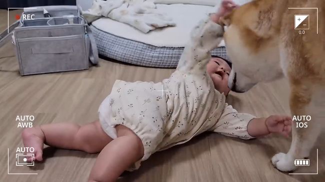 柴犬に触りたくて寝返りができてしまう赤ちゃん