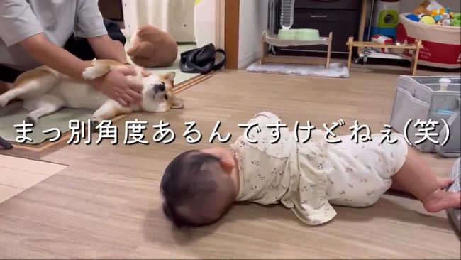 柴犬に触りたくて寝返りができてしまう赤ちゃん