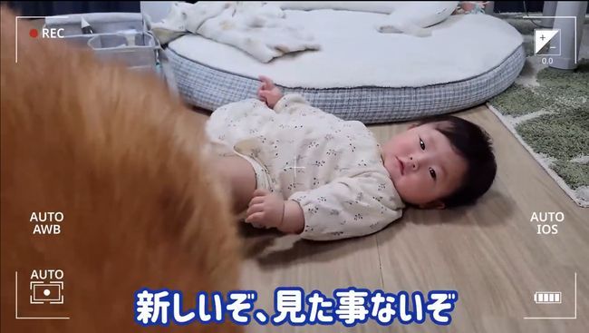 柴犬に触りたくて寝返りができてしまう赤ちゃん