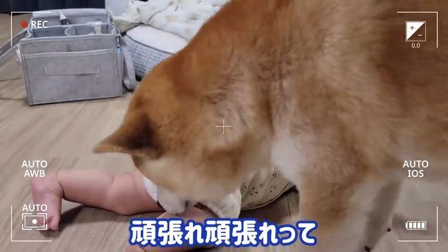 柴犬に触りたくて寝返りができてしまう赤ちゃん