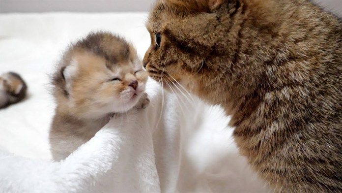 脱走しようとする子猫