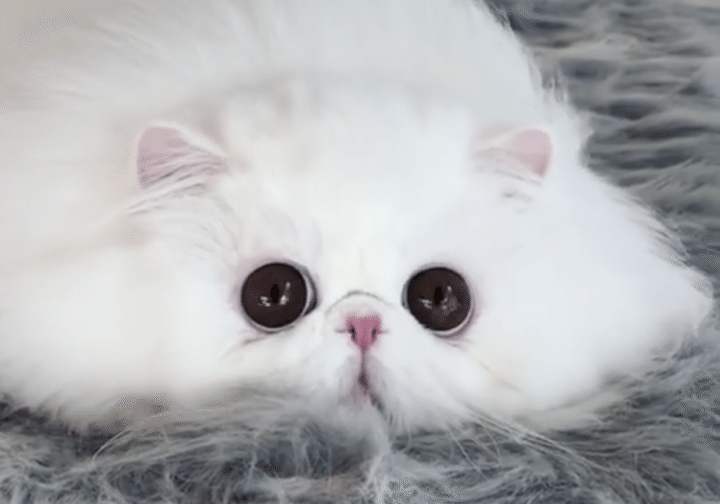 ネコだよね？とろけているような姿が可愛い白猫さん。