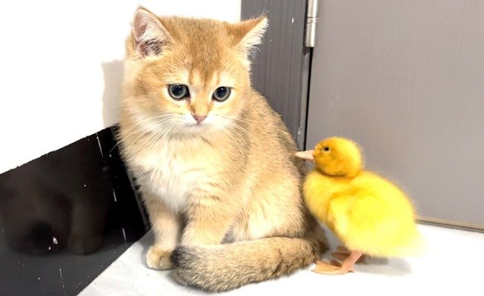 子猫とヒナ