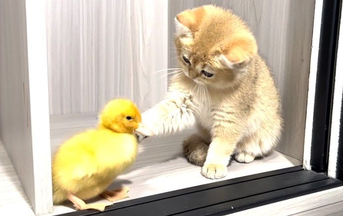 ヒナを触る子猫