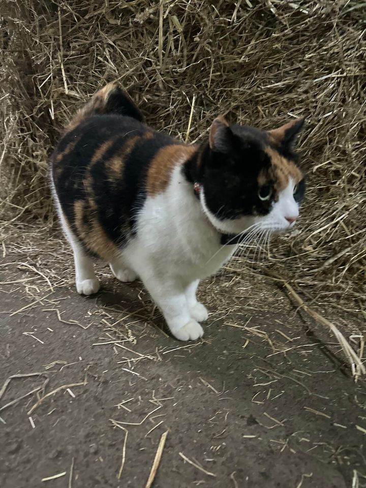 富菜牧場の中をパトロールする三毛猫のミケちゃん