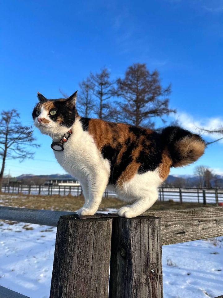 富菜牧場で暮らしている三毛猫のミケちゃん