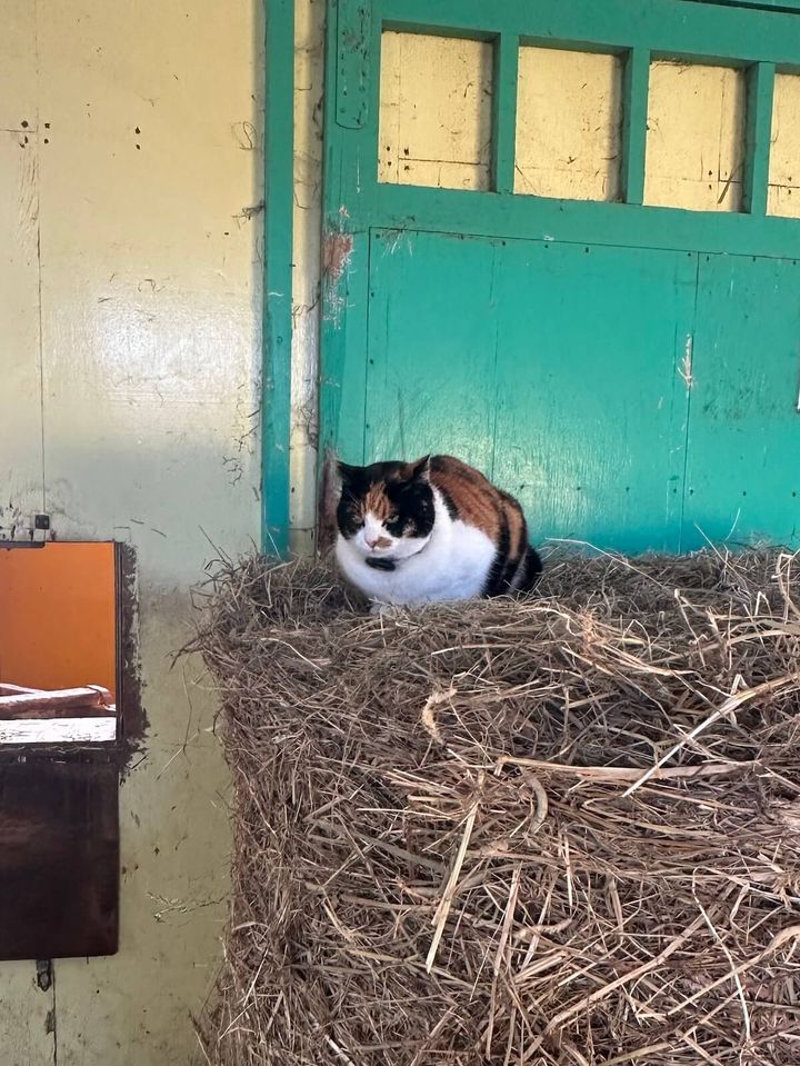 競走馬牧場の藁の上でくつごる三毛猫