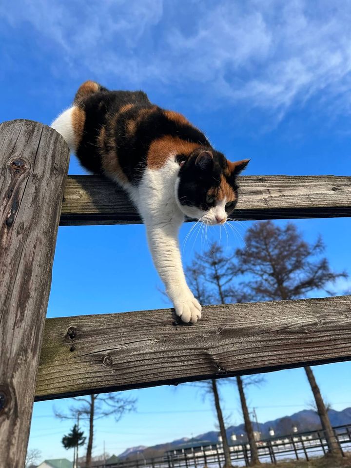 競走馬牧場の柵から降りようとする三毛猫
