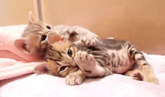 兄弟を抱っこする子猫