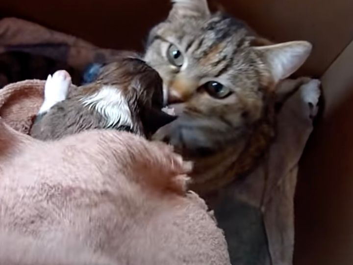 先住猫の反応は…？