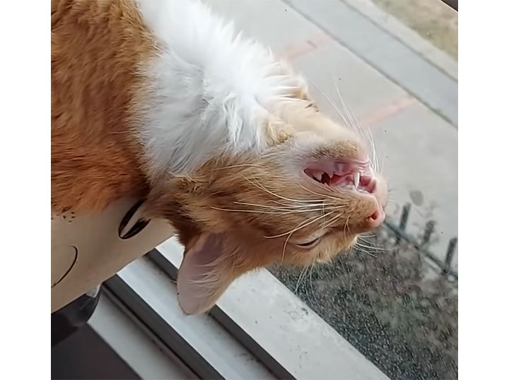 それって安眠できてるの？ 愛猫の寝相にびっくり！