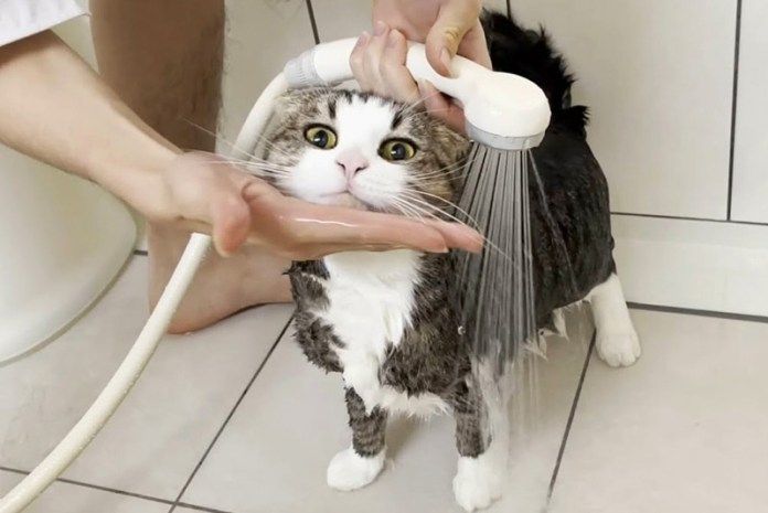 シャワーを浴びる猫