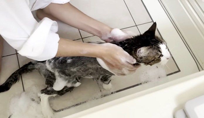 シャンプーされる猫