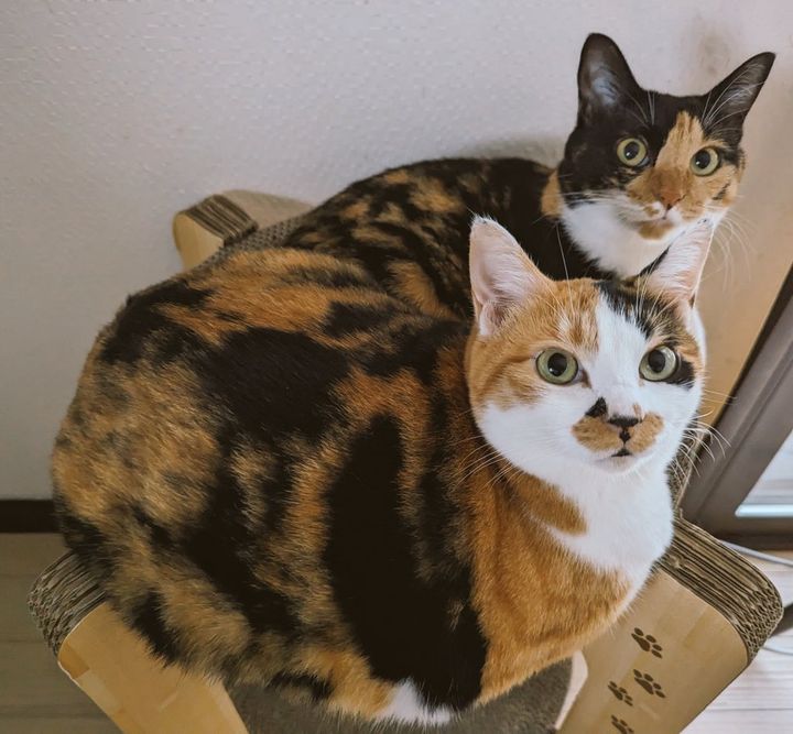 三毛猫のネネちゃん＆トトちゃん