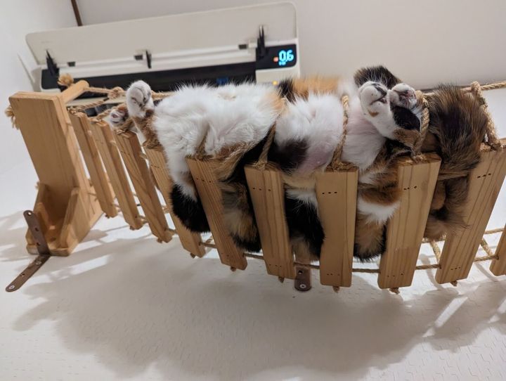 エアコンの下で暖を取る三毛猫