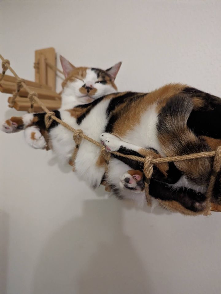 吊り橋の上で気持ちよさそうに寝る猫