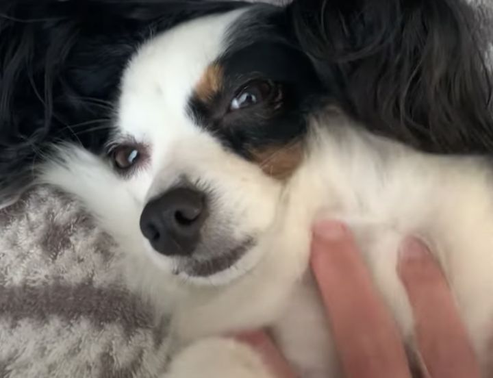 ずーっとモフモフしててね？ 愛犬のこのお願いは断れない。