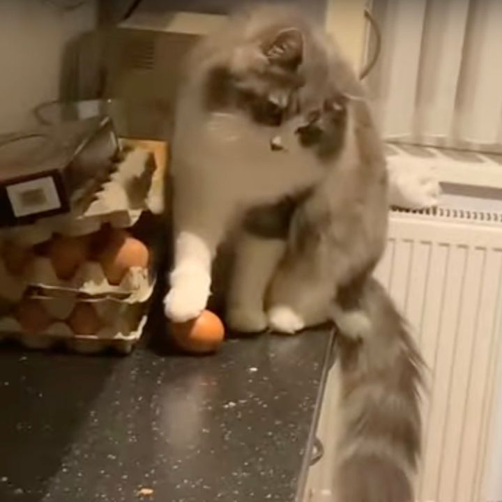 大量の卵を人質に取った猫、問答無用で無慈悲な仕打ち