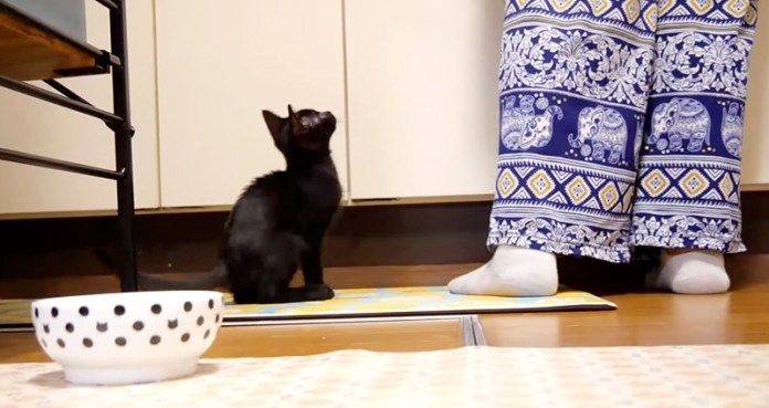 ご飯が食べたい子猫