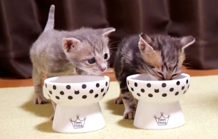 初めて離乳食を食べる子猫達