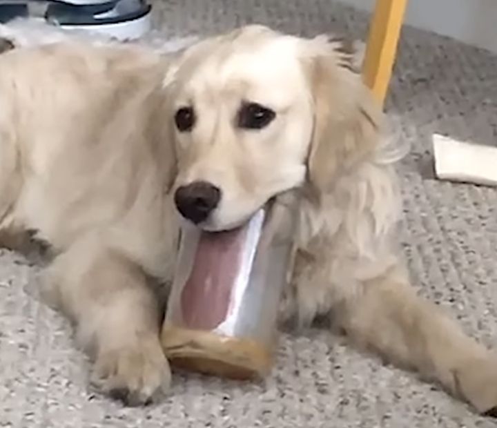 そこまでして食べたいか！ベろ〜んと舌を伸ばして瓶を抱えるワンコ。