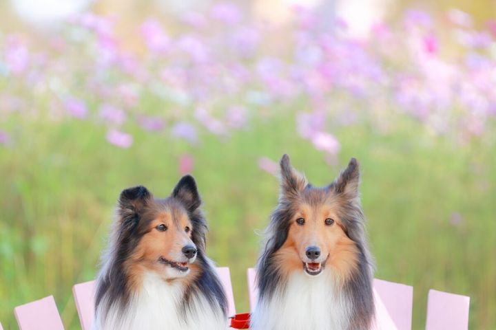 動物の動画や画像を見るだけでも癒やされる？