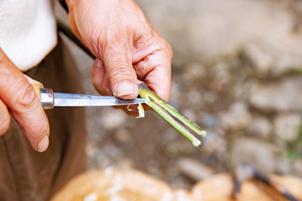 【知らないと損】どこにでもある植物からキャンプギアを作る！