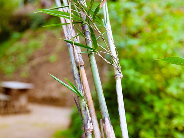 【知らないと損】どこにでもある植物からキャンプギアを作る！