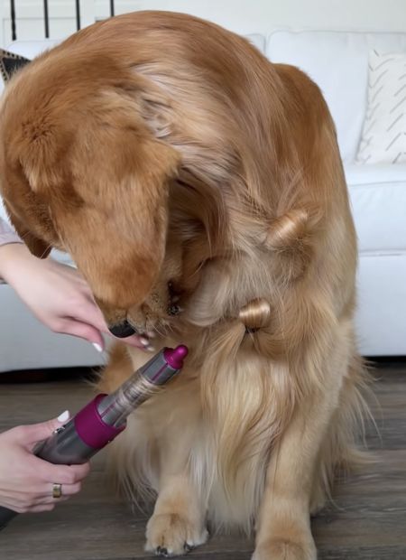 ゴールデンレトリバーの毛をカールさせてみたら、まるで金髪の