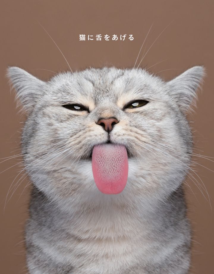 世界中の猫慣用句がこの一冊に、猫写真と読む猫のことわざ
